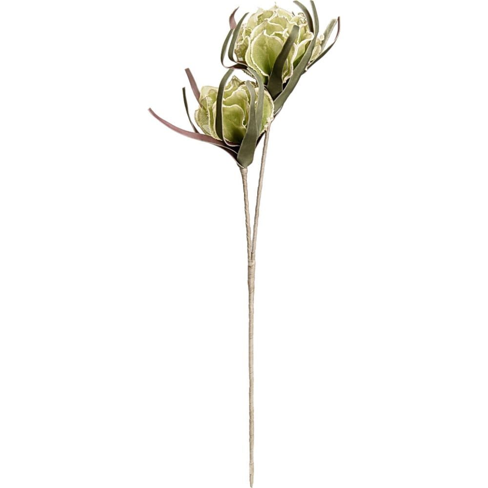 Цветок Вещицы хризантема летняя