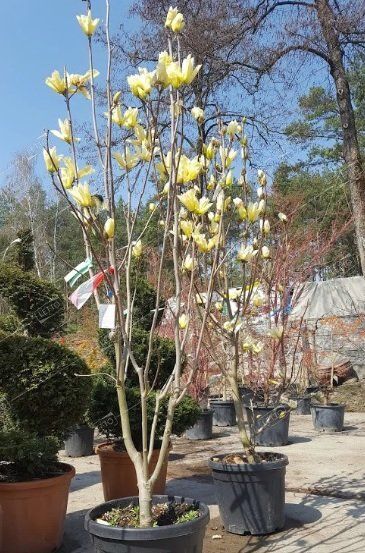 Магнолия Еллоу Берд 100+ Magnolia Yellow Bird 7,5 л (Н)