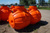 Септик Биосток 5 автономный 2500 литров для дачи, коттеджа #18